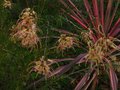 vignette Grevillea semperflorens desert flame et Cordyline southern splendour au 19 11 11