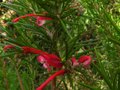 vignette Grevillea juniperina gros plan au 30 11 11