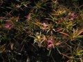 vignette Rhododendron macrosepalum linearifolium toujours en forme au 22 11 11