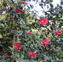 vignette Camlia ' FREEDOM BELL ' camellia , hybride