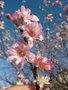 vignette Prunus x subhirtella 'Autumnalis ' - Cerisier d'hiver