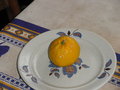 vignette mandarine satsumat avant pluchage aujourd'hui