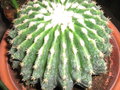 vignette Echinocactus grusonii  inermis alba