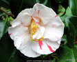 vignette Camlia ' DAINTY  (CALIFORNIA) ' camellia japonica