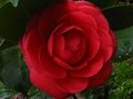 vignette Camellia japonica Margherita Coleoni premire fleur au 03 12 11