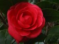vignette Camellia japonica Margherita Coleoni première fleur autre vue au 03 12 11