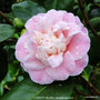 vignette Camlia ' CONFETTI BLUSH ' camellia japonica