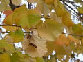 vignette tilleul (feuilles)