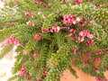 vignette Grevillea mount tamboritha