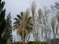 vignette Miscanthus sinensis 'Zebrinus'