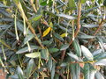 vignette Crinodendron hookerianum