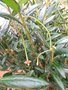 vignette Crinodendron hookerianum