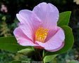 vignette Camlia ' BOW BELLS ' camellia  hybride, semi de C. saluenensis
