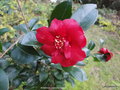 vignette camlia ' BONANZA ' camellia hiemalis