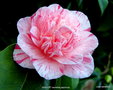 vignette Camlia ' Kick-Off 'camellia japonica