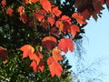 vignette Acer rubrum 'October Glory'