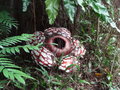 vignette Rafflesia