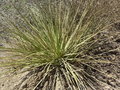 vignette Hesperoyucca whipplei = Yucca whipplei