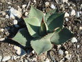 vignette agave parryi huachucensis