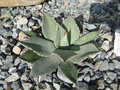vignette Agave parryi chihuahua