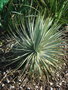 vignette yucca rostrata (1er du jardin)