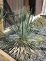 vignette Yucca rostrata (2 eme)