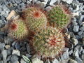 vignette Mammillaria oblongata