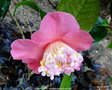 vignette Camlia ' DEWATAIRIN ' camellia japonica de higo