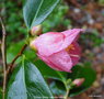 vignette Camlia ' Cornish Spring ' camellia hybride