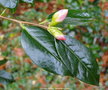 vignette Camlia ' Cornish Spring ' camellia hybride