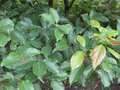 vignette Cinnamomum micranthum kanehirae