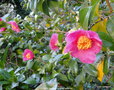 vignette Camlia ' ST EWE ' camellia hybride williamsii