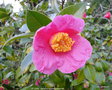 vignette Camlia ' ST EWE ' camellia hybride  williamsii