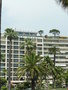 vignette Pinus pinea - pin parasol sur terrasse de Cannes
