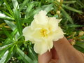 vignette Nerium oleander 'Plena'