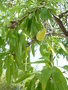 vignette Prunus amygdalus - Amandier