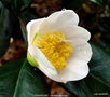vignette Camlia ' TENDRESSE ' camellia japonica