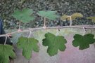 vignette Rubus formosensis