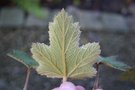 vignette Rubus formosensis