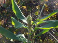 vignette fleur hedychium