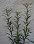 vignette Myrceugenia pinifolia