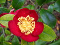 vignette Camellia Yuletide