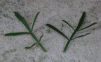 vignette Boronia heterophylla / Rutacées / Australie