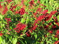 vignette salvia splendens 'van houttei'