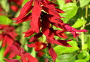 vignette salvia splendens 'van houttei'