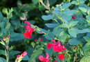 vignette salvia x jamensis 'desert blaze'