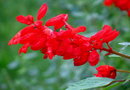 vignette salvia splendens