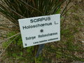 vignette Scirpus holoschoenus - Scirpe jonc
