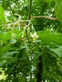 vignette Alangium platanifolium