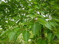 vignette Camptotheca acuminata - Arbre de vie ou Happy tree